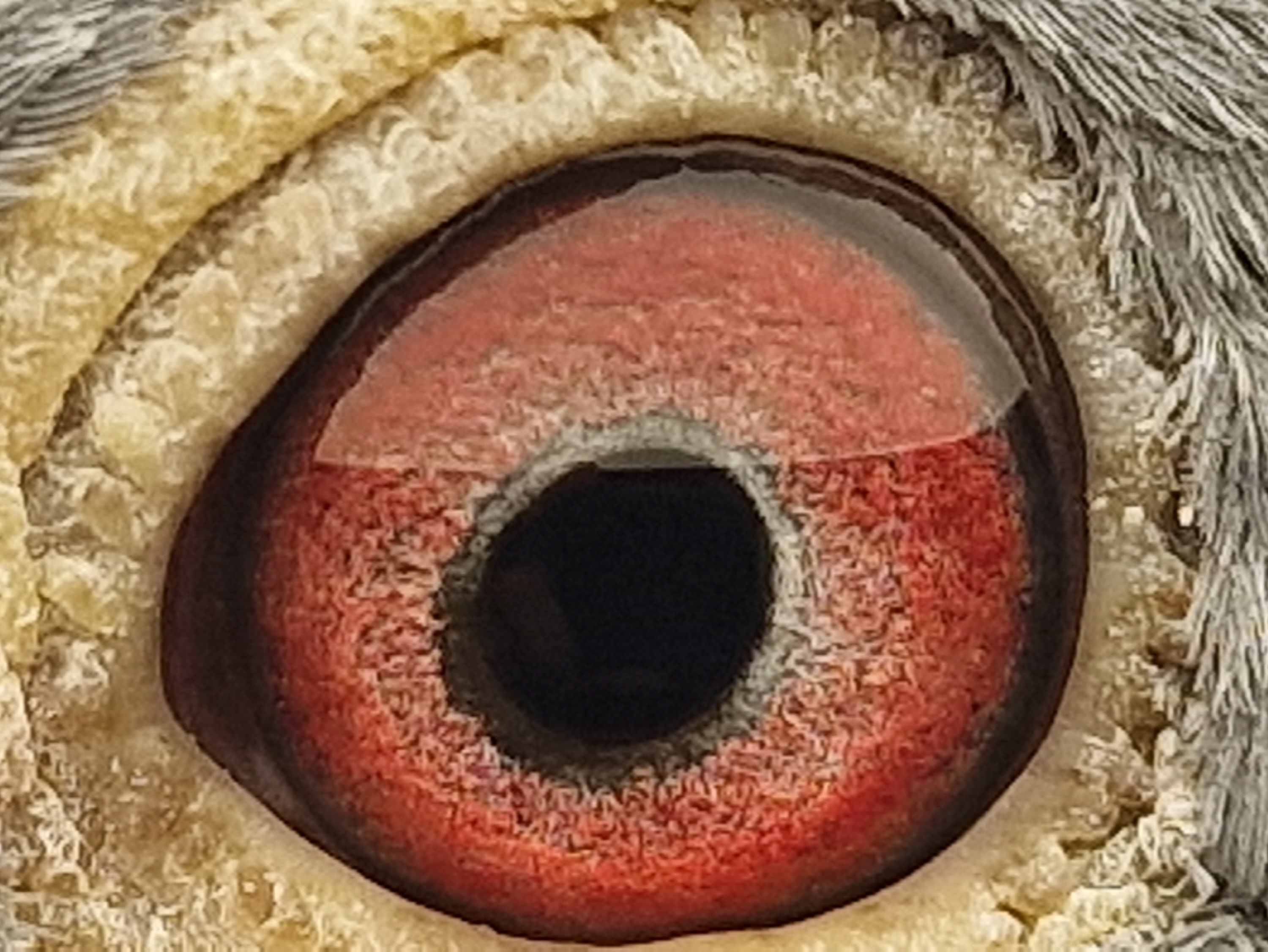 Pigeon eye